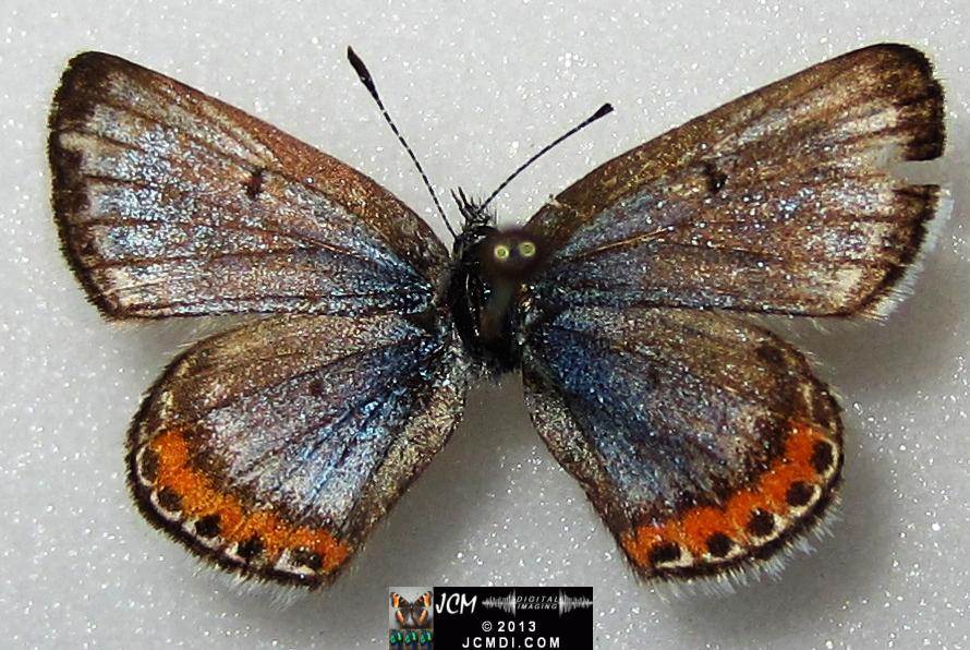 Plebejus acmon (Acmon Blue Butterfly) image